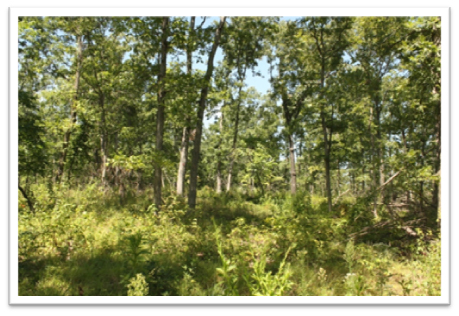 Missouri-River-Hills-COA-Commercial-Thining-Picture