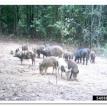 Missouri-River-Hills-COA-Feral-Hog-Picture