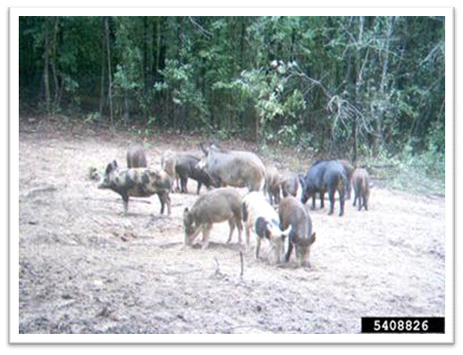 Missouri-River-Hills-COA-Feral-Hog-Picture