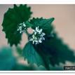Missouri-River-Hills-COA-Garlic-Mustard-Flower-Picture