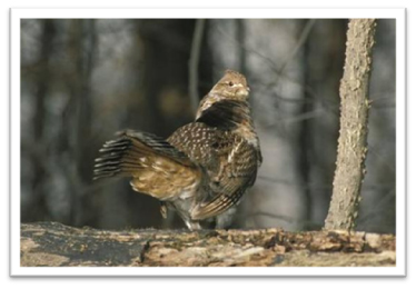 Missouri-River-Hills-COA-Grouse-Picture