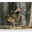 Missouri-River-Hills-COA-Grouse-Picture