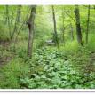 Missouri-River-Hills-COA-Heart-Leaved-Plantain-Picture