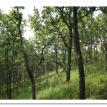 Missouri-River-Hills-COA-Oak-Woodland-Picture