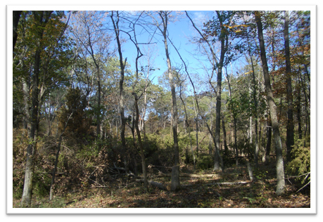 Missouri-River-Hills-COA-Timberstand-Improvement-Picture
