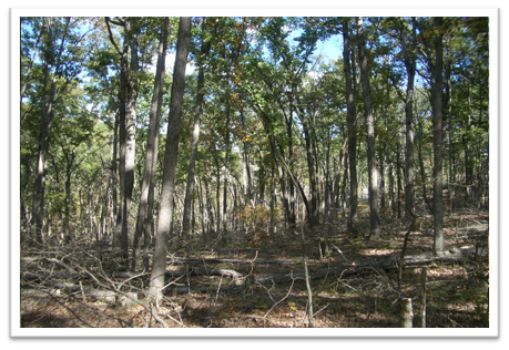 Missouri-River-Hills-COA-Timberstand-Improvement-Picture