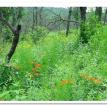 Missouri-River-Hills-COA-Wildflowers-Glade-Picture