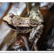 Missouri-River-Hills-COA-Wood-Frog-Picture