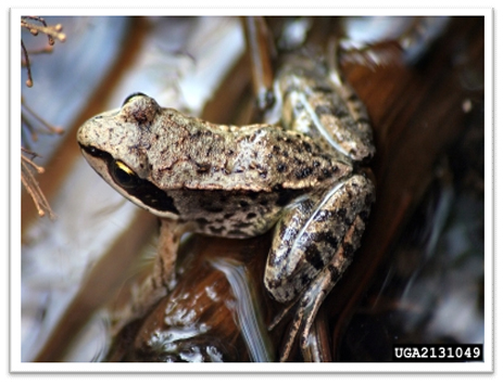 Missouri-River-Hills-COA-Wood-Frog-Picture