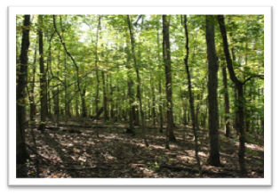 Missouri-River-Hills-COA-Woodland-Area-Picture