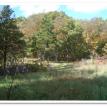 Missouri-River-Hills-COA-Woodland-Clearing-1-Picture