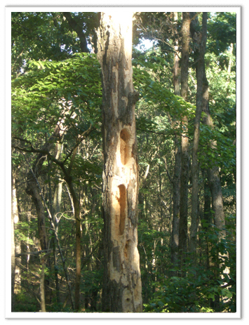 Missouri-River-Hills-COA-Woodpecker-Den-Picture